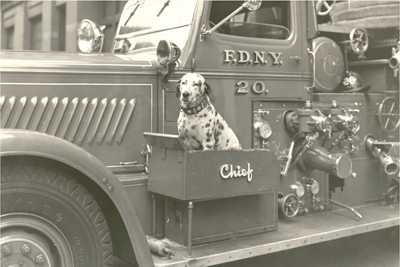The Spotted Guardians of the Fireline: Dalmatians and the Origins of a Fiery Tradition